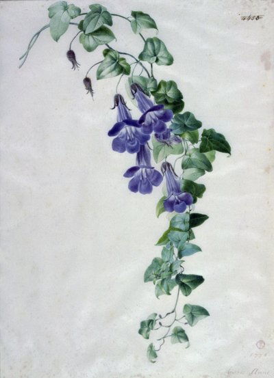 Ivy-leaved Toad Flax by Marie Anne
